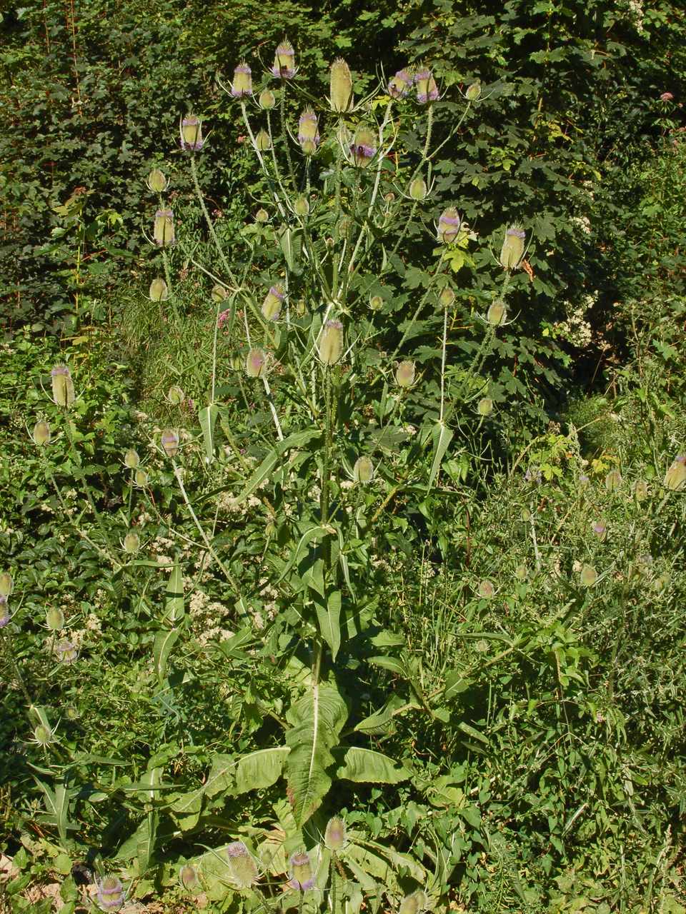 Dipsacus fullonum / Cardo dei lanaioli